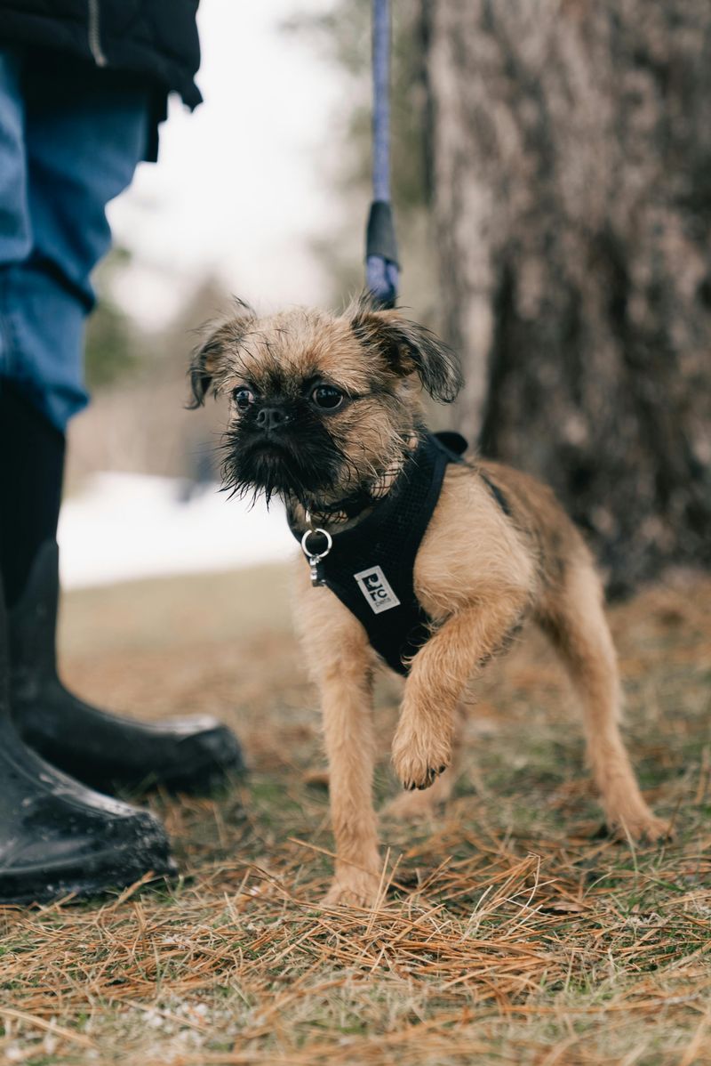 Brussels Griffon