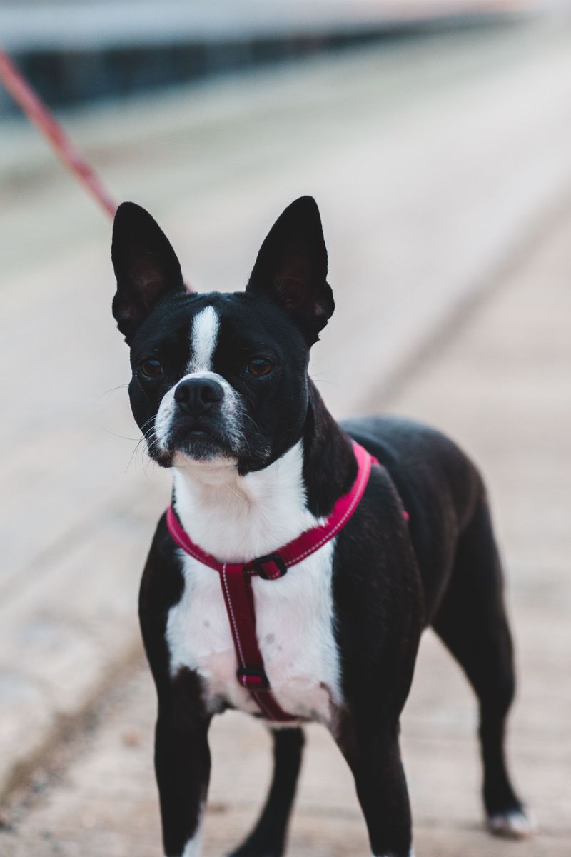 Love a sociable companion? These 10 breeds may fit - plus 3 more reserved alternatives 4 Boston Terrier: The American Gentleman