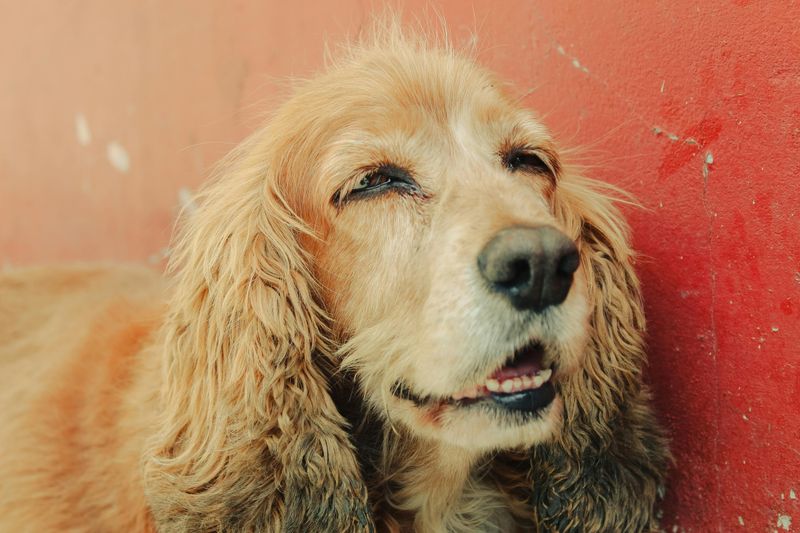Cocker Spaniel
