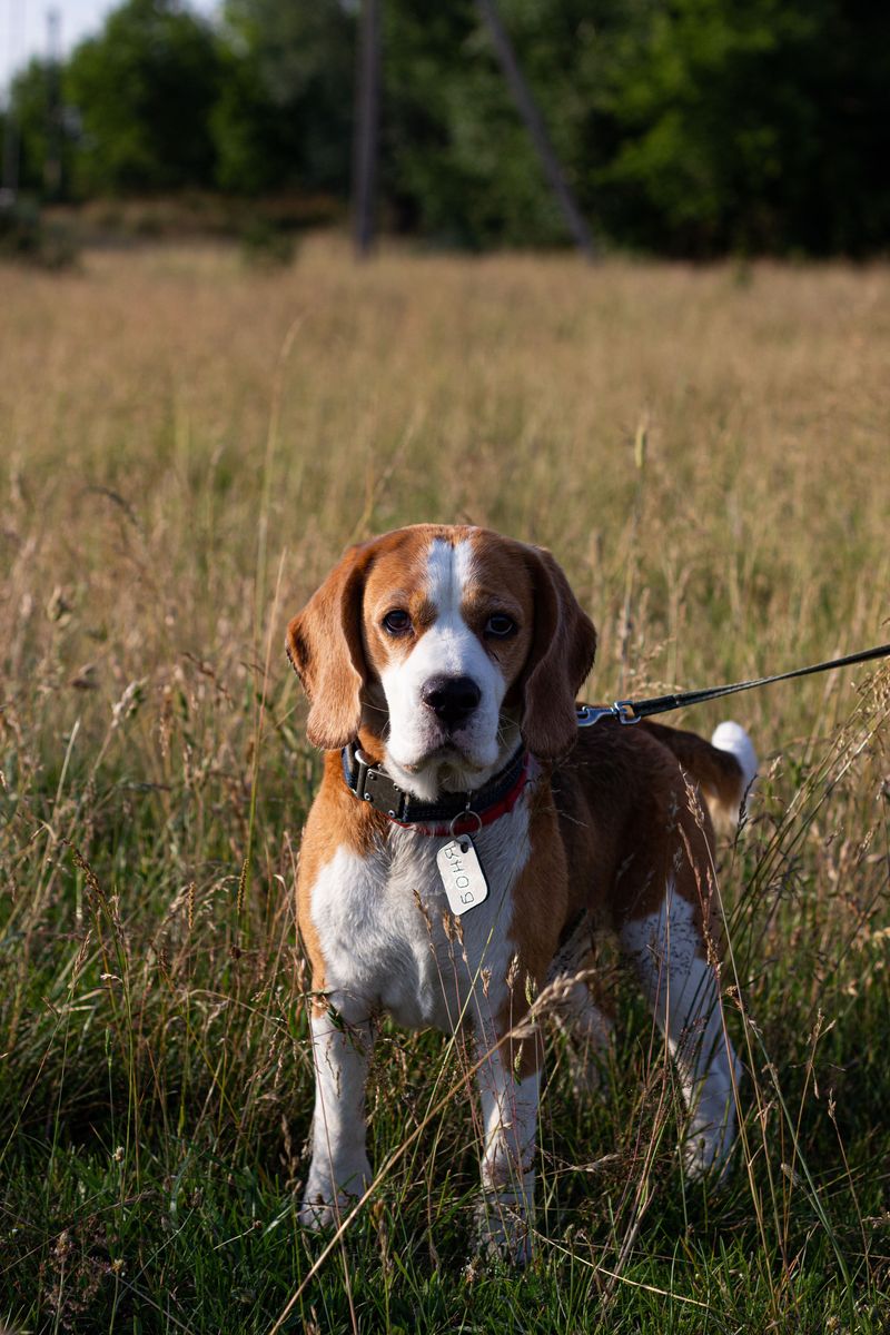 Behind the kennel door may be an incredible companion people keep passing by 6 Beagle