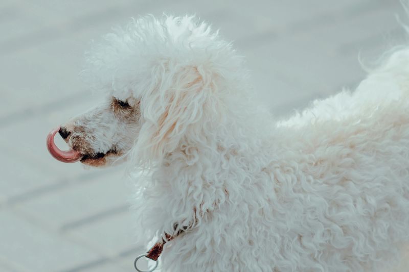 13 dog breeds known for reliable off-leash behavior 6 Poodle