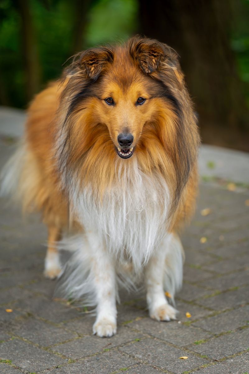 Some dog breeds seem to know exactly when their favorite person needs company 9 Shetland Sheepdog