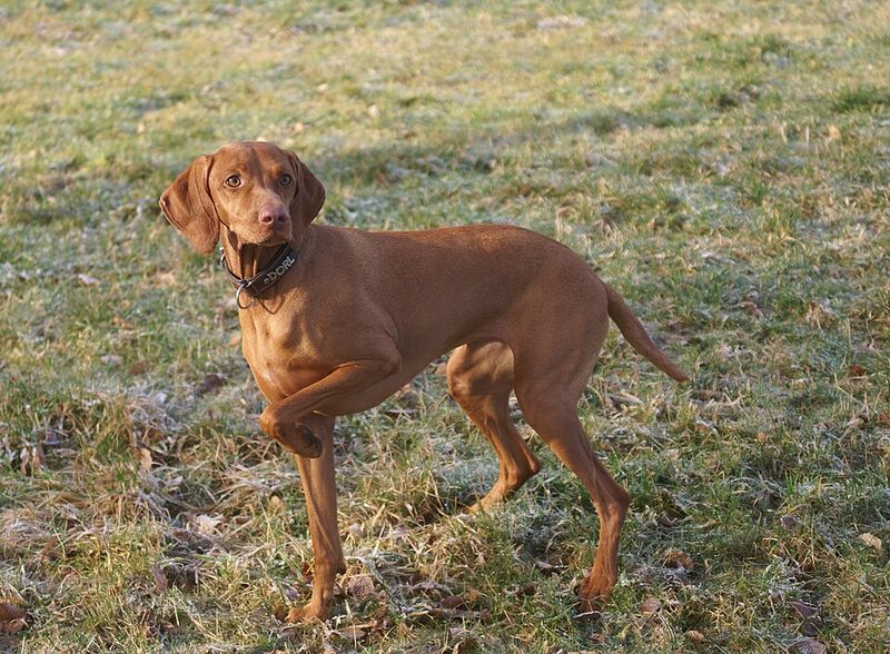 You don't have to say a word - These 15 dog breeds already know how you're feeling 11 Vizsla