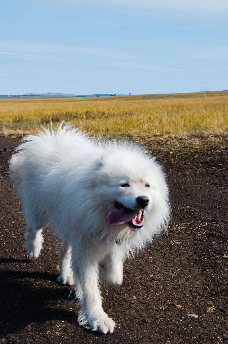 Samoyed