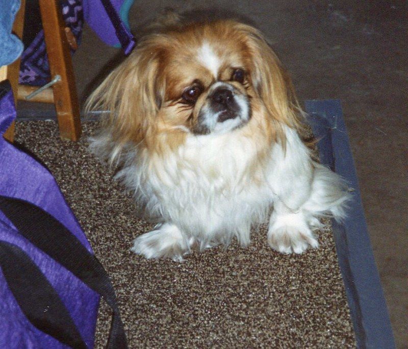 10 great camping dog breeds, plus 2 that prefer the sofa 13 Pekingese
