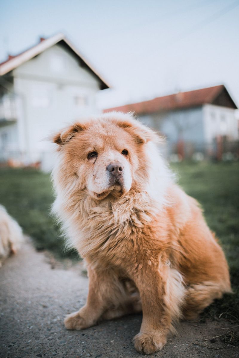 These 13 dogs aren’t big on snuggles 6 Chow Chow