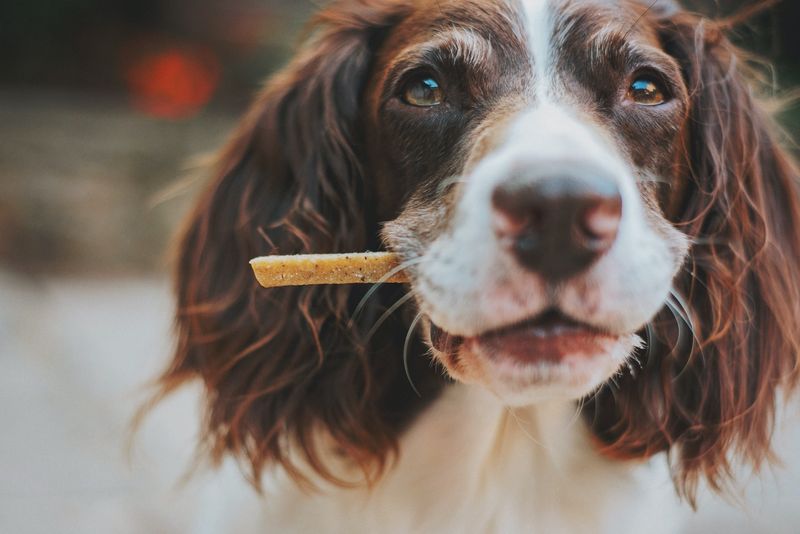 16 Surprising Facts About English Springer Spaniels You Might Not Know 15 They’re Known for Their Loyalty and Attentiveness