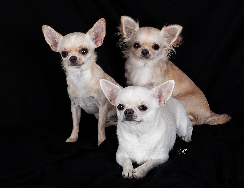 11 white-coated breeds that make simple coloring look unforgettable - plus 2 overlooked beauties 11 Chihuahua
