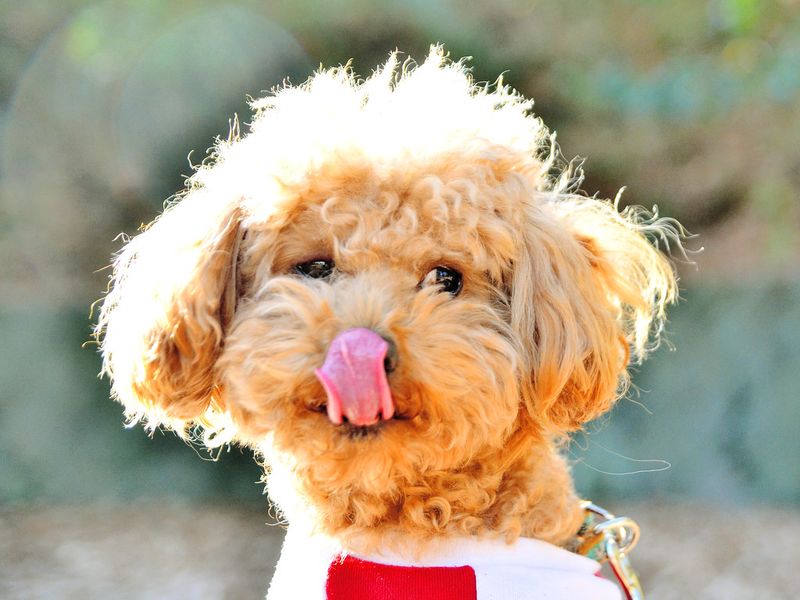 19 Emotionally Sensitive Dog Breeds That Need Constant Companionship 6 Toy Poodle