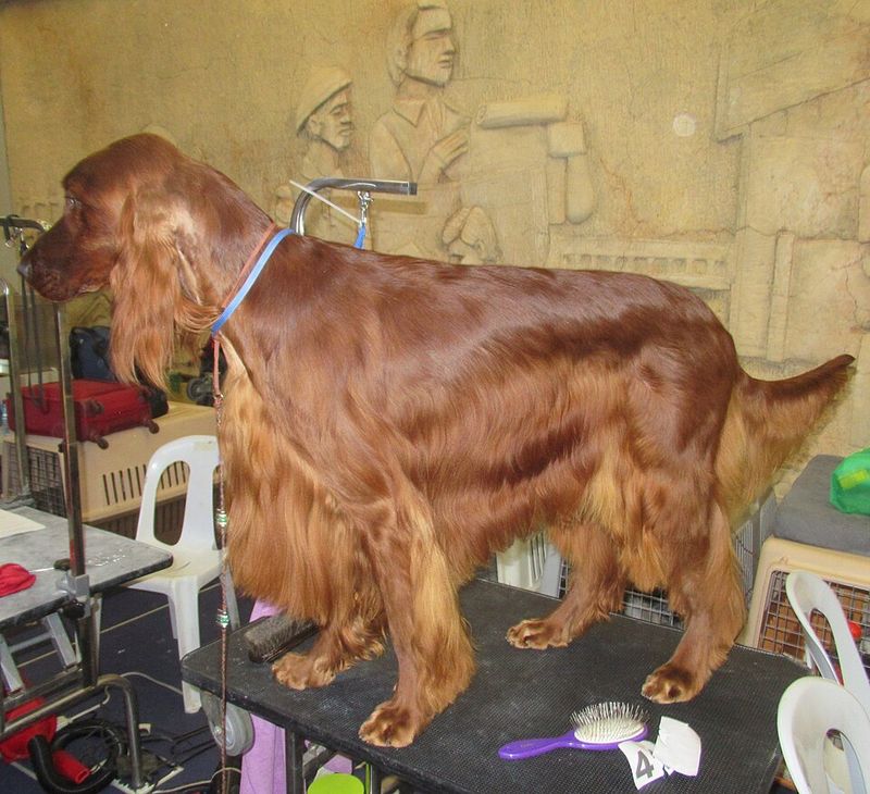 The biggest off-leash mistake owners make often involves these dog breeds 13 Irish Setter