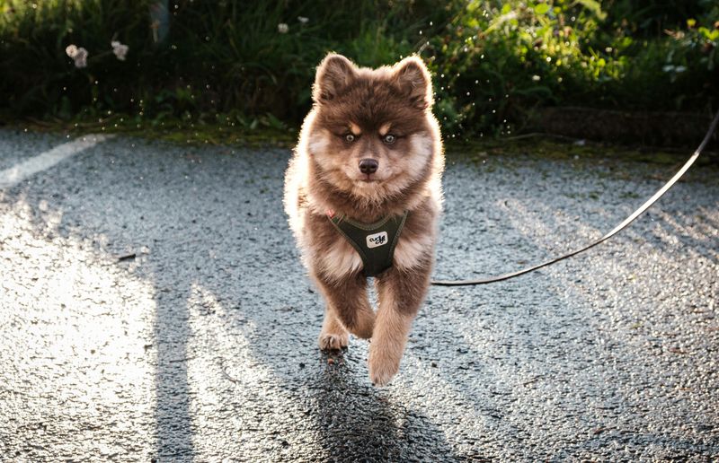 17 Extra-Fluffy Dog Breeds That Look Like Walking Clouds 18 Finnish Lapphund
