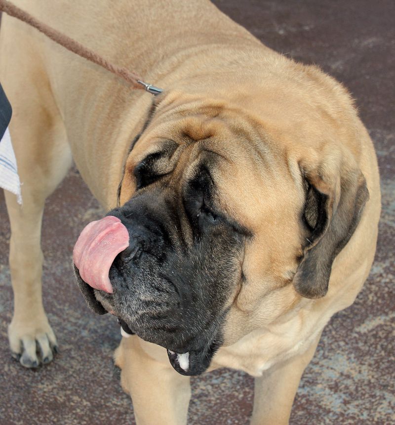 Mastiff's Slobber