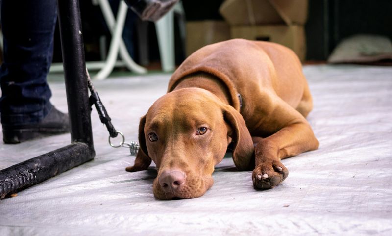 Known as “Velcro dogs”