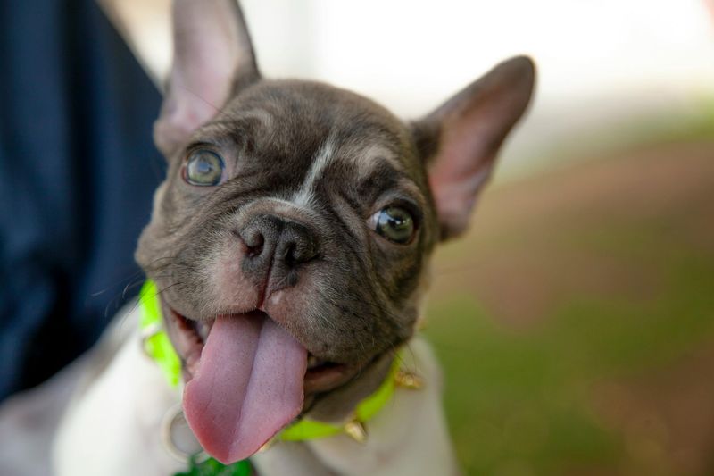 Why Some Dogs Go Viral Easier - 11 Traits That Keep Showing Up in Popular Clips 2 Clear, Exaggerated Facial Expressions