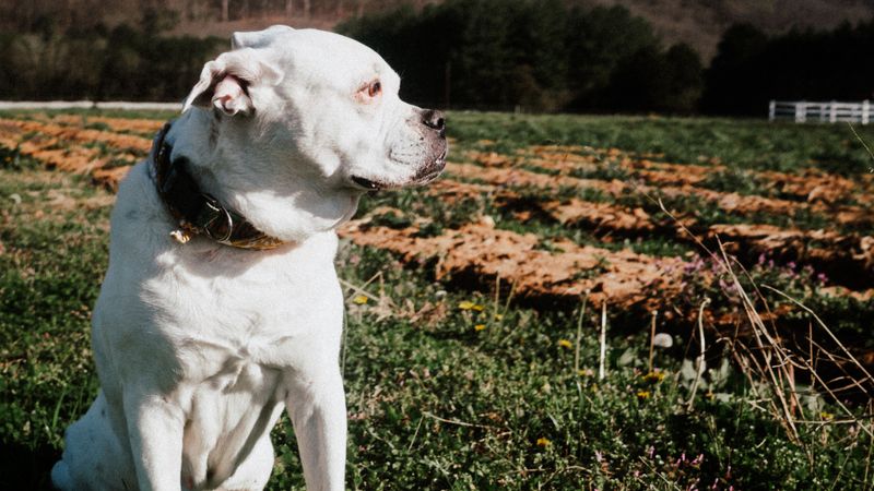 Looking for an outgoing companion? These dog breeds rarely stay strangers for long 4 Boxer