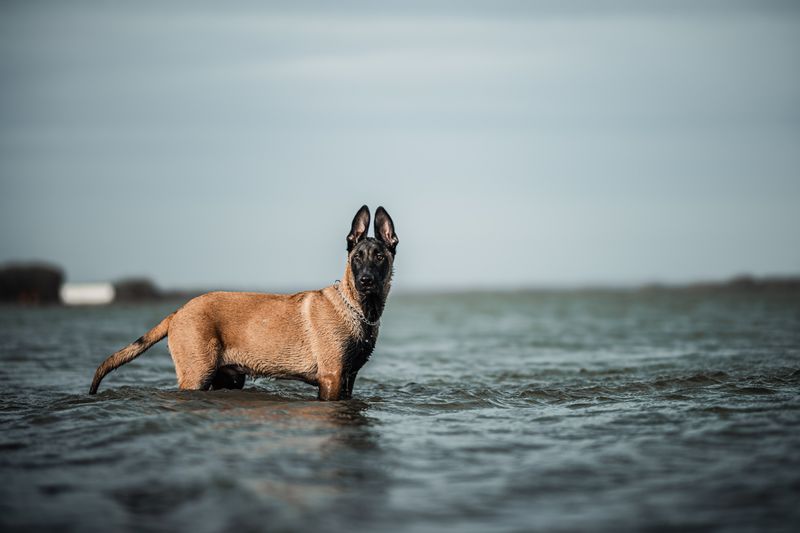 Smart dogs learn commands quickly - Unfortunately, they can learn your weaknesses just as fast 11 Belgian Malinois