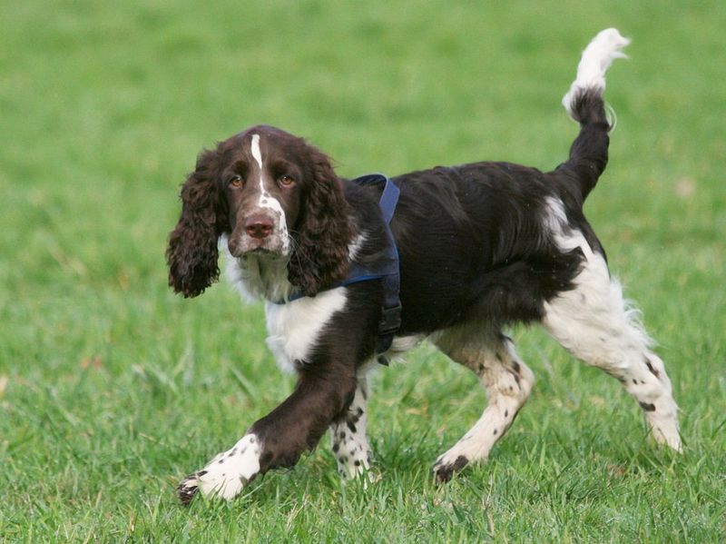 Balanced energy is one of the biggest strengths of these 11 remarkably adaptable dog breeds 7 English Springer Spaniel