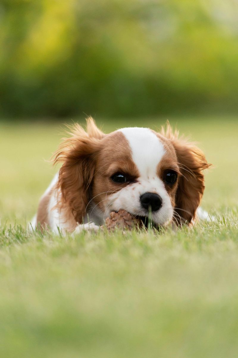 Cavalier King Charles Spaniel