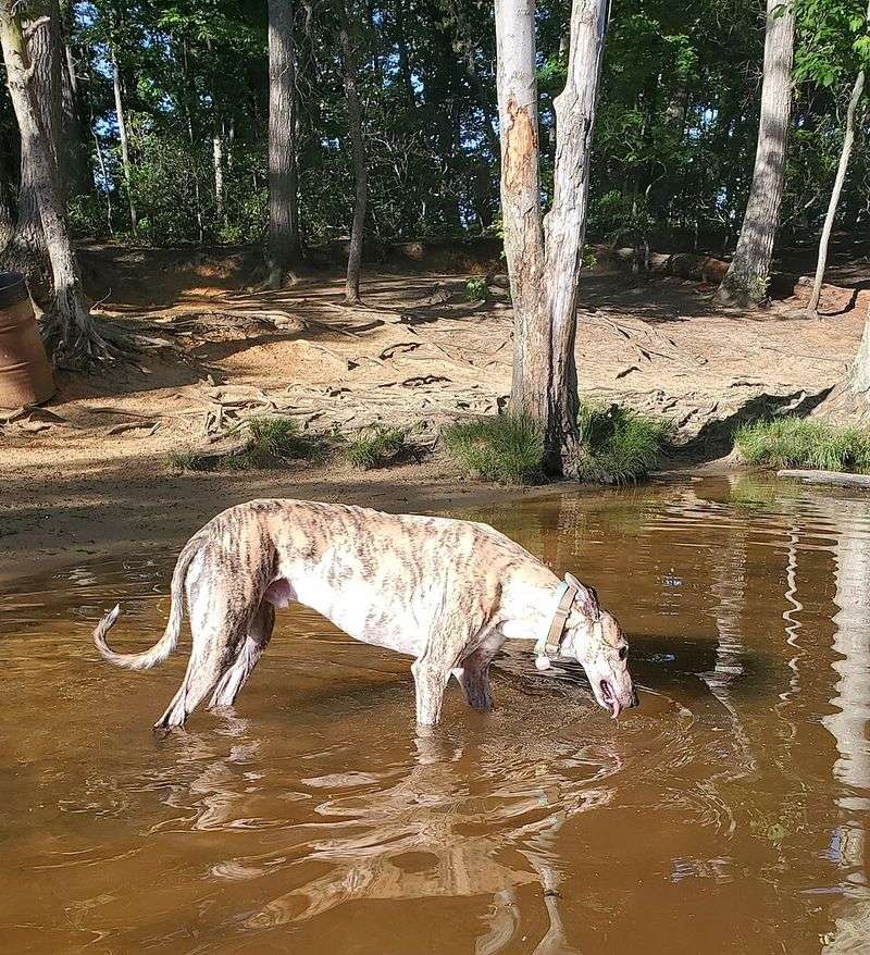 Some dog breeds are perfectly happy slowing life down once the adventure is over 3 Greyhound