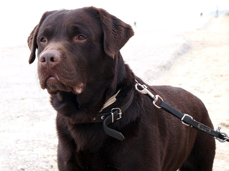 14 Dog Breeds Remarkably Known for Their Human-Like Behaviors 5 Labrador Retriever