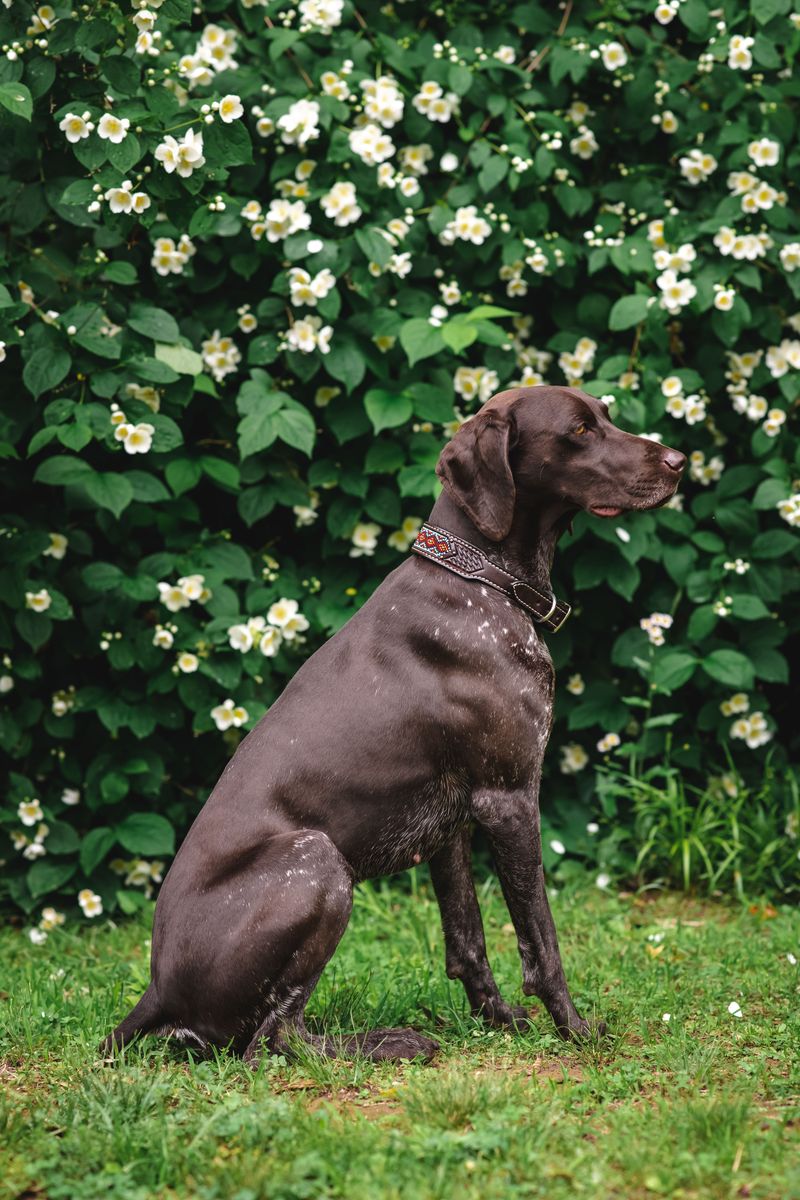 Before choosing one of these breeds, think seriously about how often your house will be empty 6 German Shorthaired Pointer