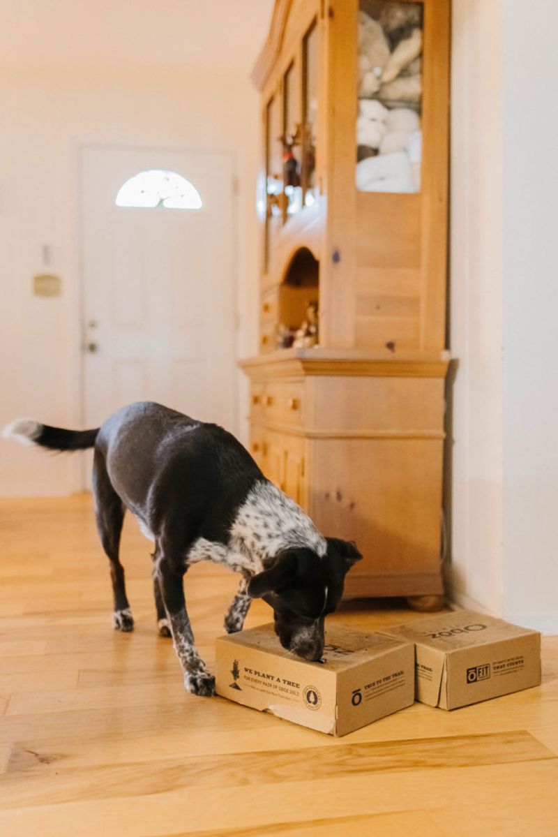 Nose Work and Scent Games