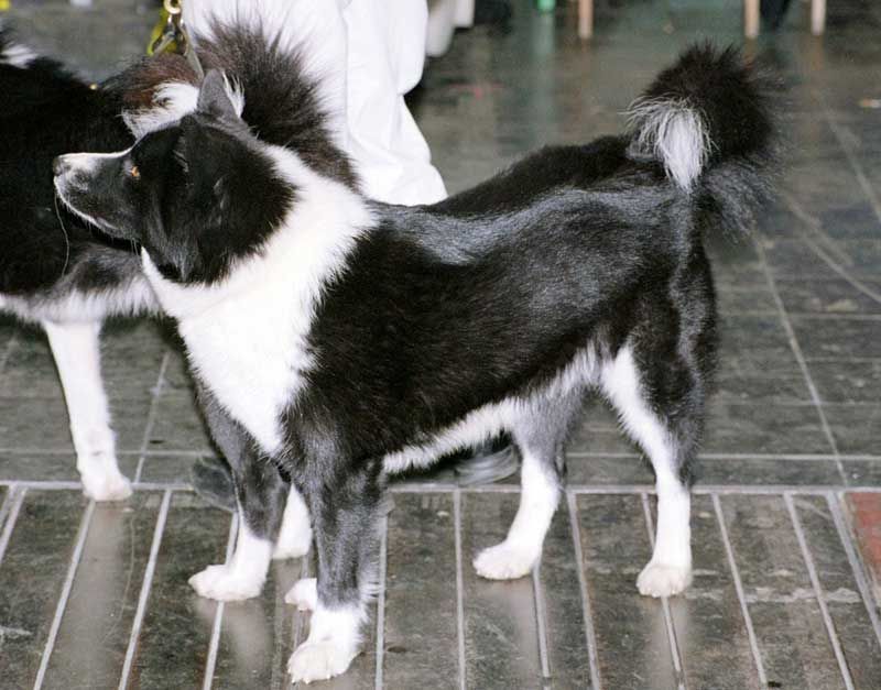 Karelian Bear Dog