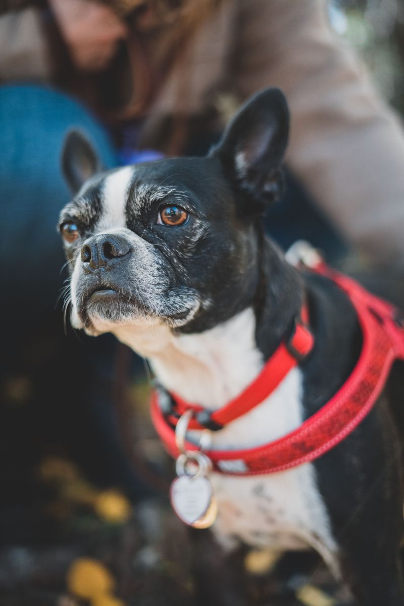 Boston Terrier - Tuxedo judge of fairness