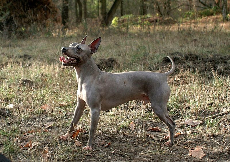 12 dogs with skin that needs special attention - from deep wrinkles to almost no protective coat at all 12 American Hairless Terrier