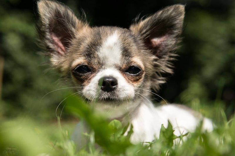Chihuahua