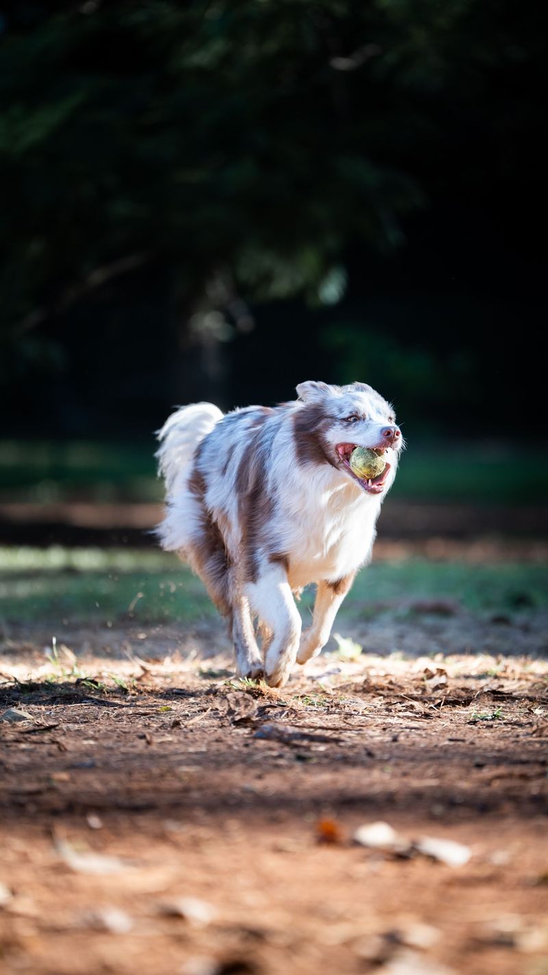 Some dogs glance at you - These breeds study you like they're waiting for the next clue 7 Australian Shepherd