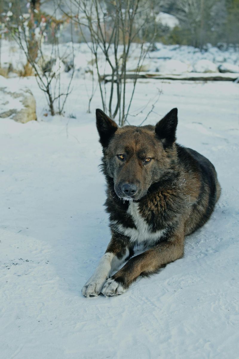 If You Live for Winter Walks, Start With These 14 Cold-Weather-Loving Breeds 10 Greenland Dog