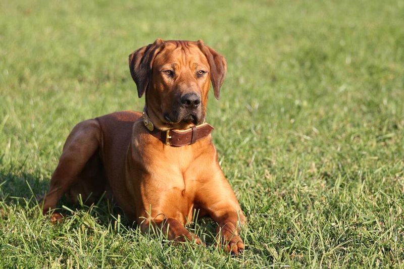 26 Dog Breeds Historically Associated with Strong Defensive Behavior 21 Rhodesian Ridgeback