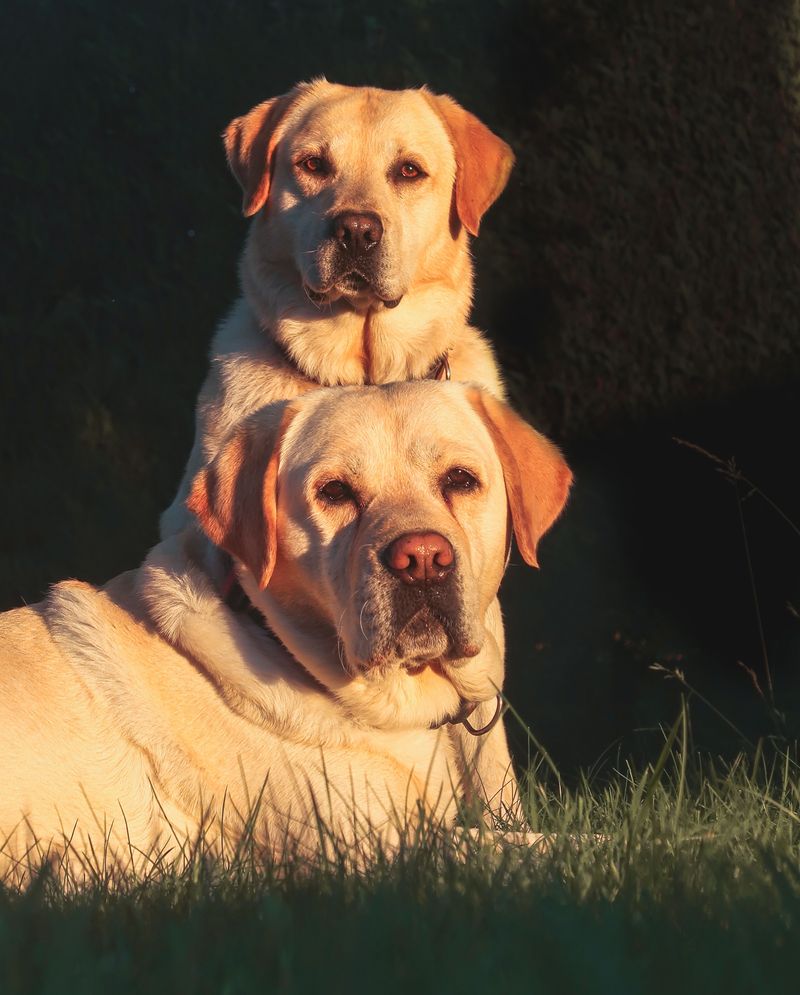 11 dogs that perform better with confident, one-time commands 4 Labrador Retriever