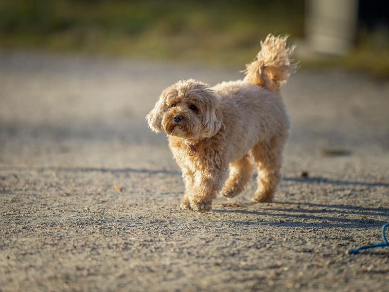 Cavapoo