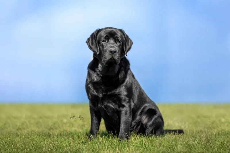 These 10 balanced dog breeds switch from excitement to relaxation with impressive ease - plus 2 adaptable companions 2 Labrador Retriever