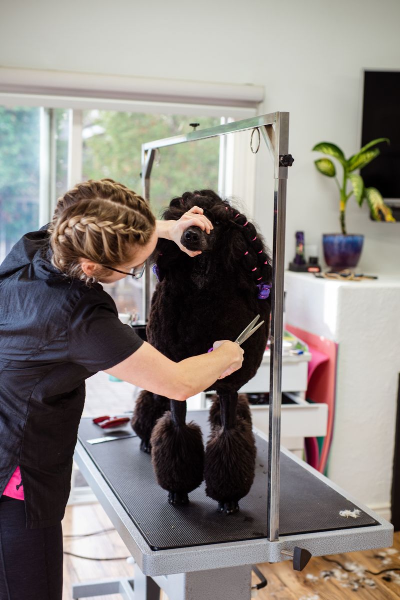 Poodle Grooming Days
