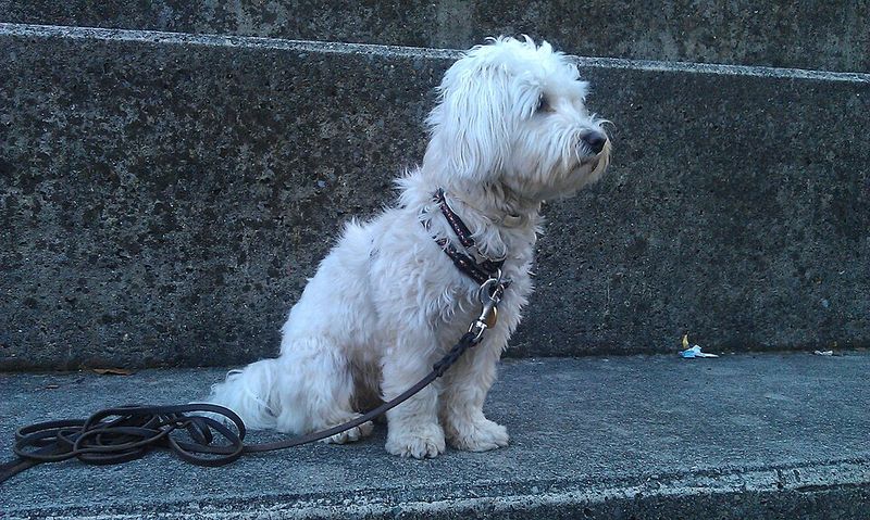 Friendly by nature, these dog breeds rarely become overbearing 4 Havanese