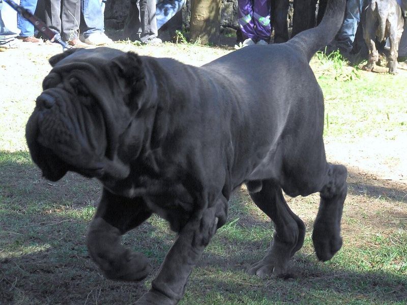 Big dogs, small problems - These 13 gentle giants completely break the stereotype 13 Neapolitan Mastiff