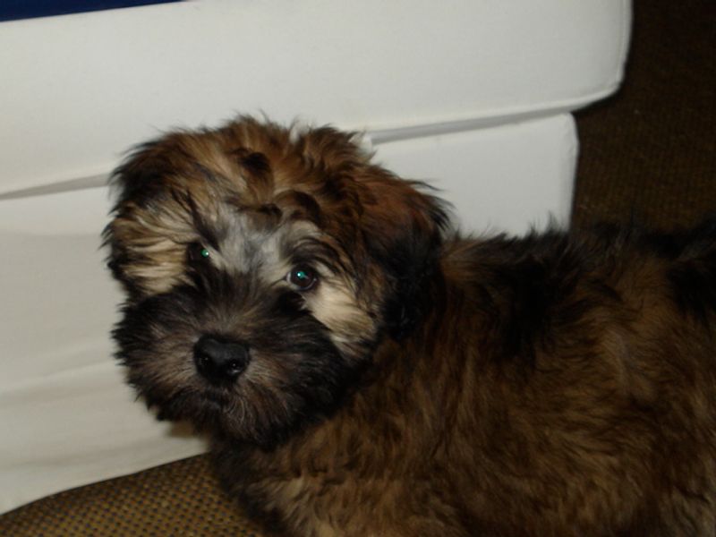 Think you know how your puppy will look? These 10 breeds may surprise you 11 Soft Coated Wheaten Terrier