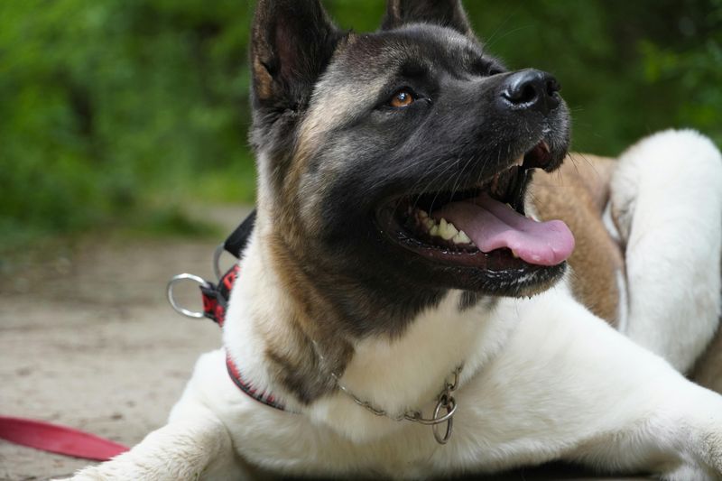 Why Akitas Require Experienced Owners