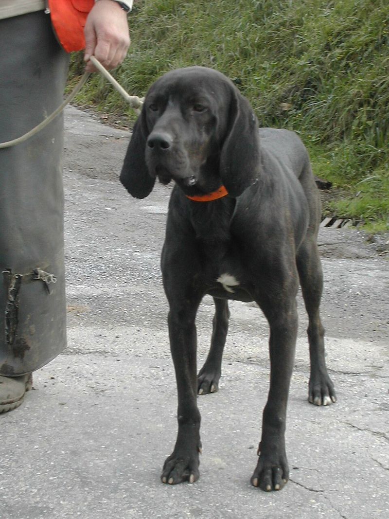 Popularity can decide who gets noticed quickly - These dogs often end up on the wrong side of it 13 Plott Hound