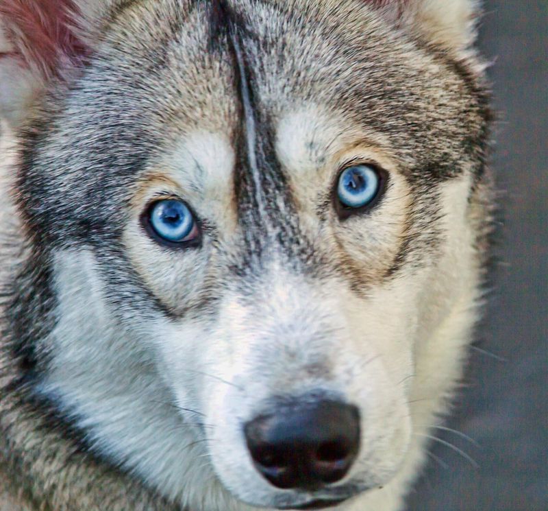Siberian Husky