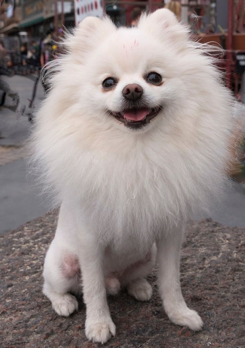 Pomeranian
