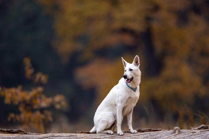 22 White Dog Breeds Recognized for Their Elegant Appearance 10 White Swiss Shepherd
