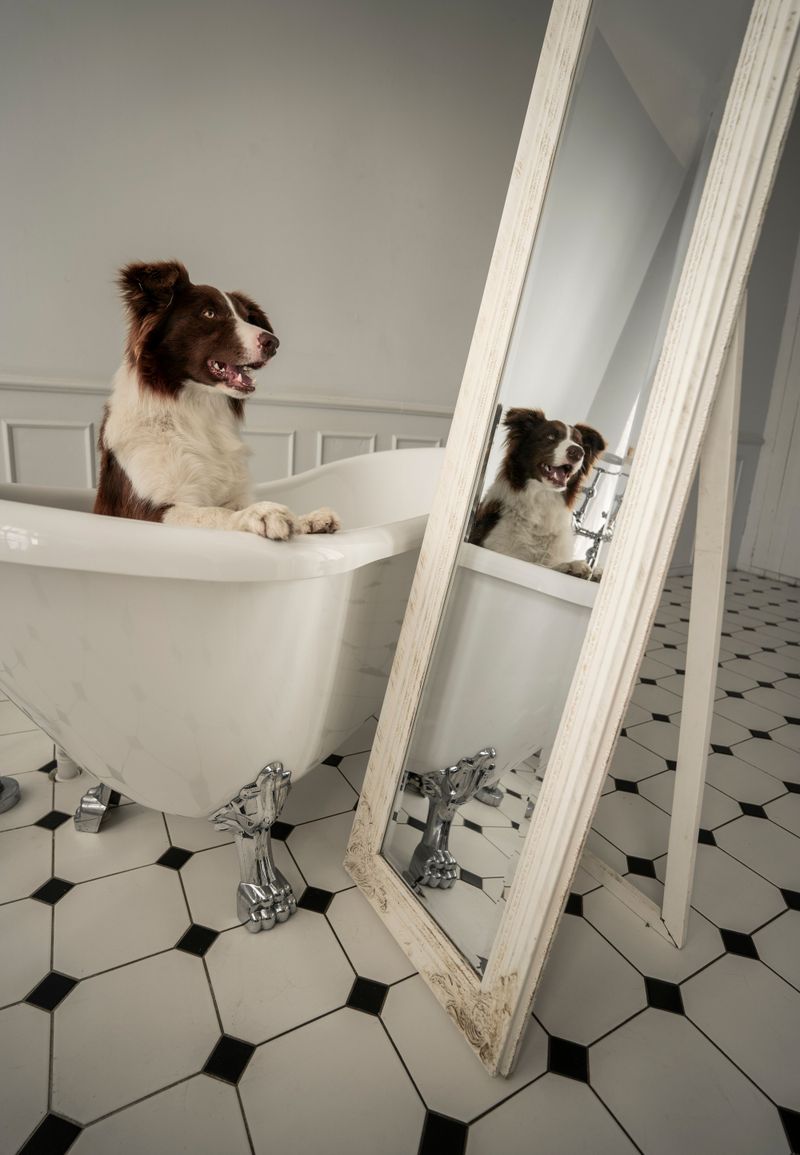 Dry winter air is coming, so here are 9 ways to stop your dog's itchy, flaky skin 3 Cut Back on Bath Time