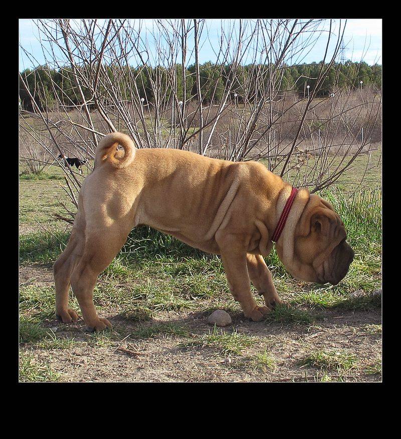 25 Dog Breeds That Need Extra Care in Cold Weather 26 Chinese Shar-Pei