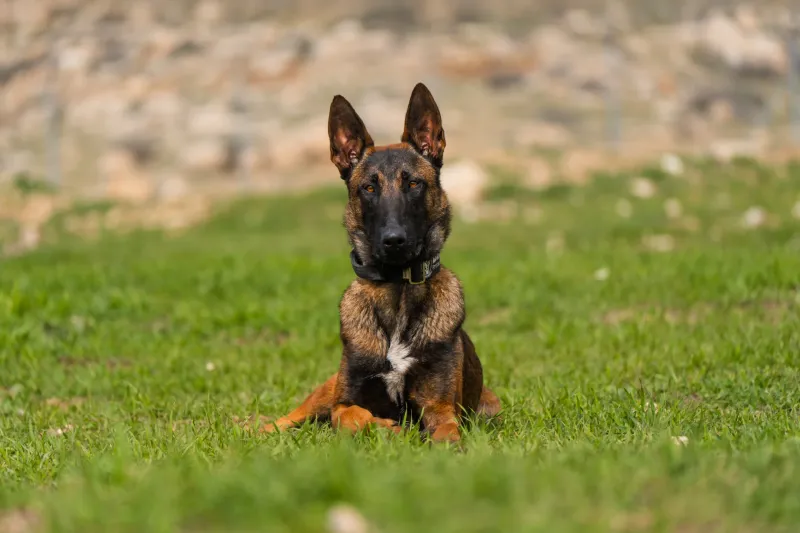 Belgian Malinois