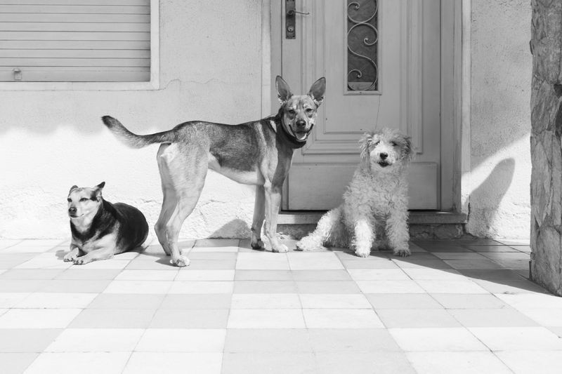 These 12 common owner mistakes confuse dogs far more than people realize 3 Changing household rules frequently