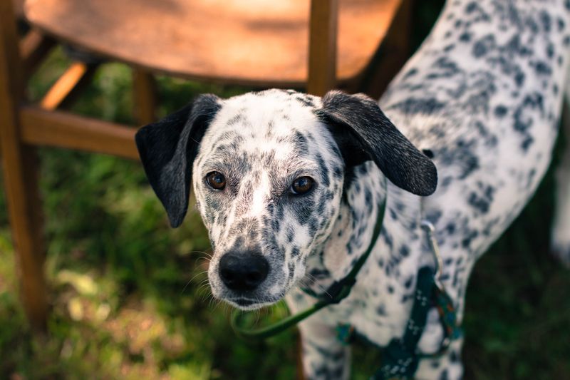Catahoula Leopard Dog